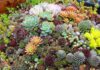 The Ultimate Guide to Succulent Care: 5 Golden Rules for a Healthy, Thriving Plant