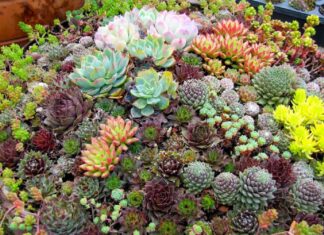 The Ultimate Guide to Succulent Care: 5 Golden Rules for a Healthy, Thriving Plant