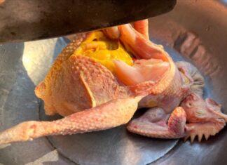 The Golden Chicken: Uncovering a Treasure Trove.