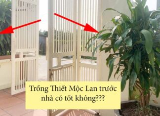 The Lucky Few: Unlocking Abundance with the Power of the Double Fortune Tree