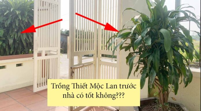 The Lucky Few: Unlocking Abundance with the Power of the Double Fortune Tree