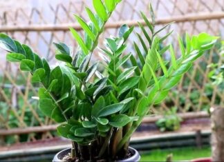 The Ancient’s Wisdom: Plant This Tree in Front of Your Door to Attract Wealth and Luck, Bringing Fortune to Your Household