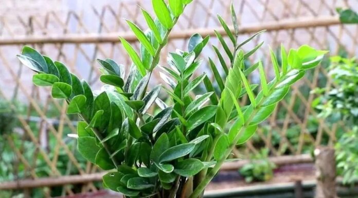 The Ancient’s Wisdom: Plant This Tree in Front of Your Door to Attract Wealth and Luck, Bringing Fortune to Your Household