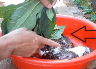 The Magic Leaf: Pluck Duck Feathers with Ease.