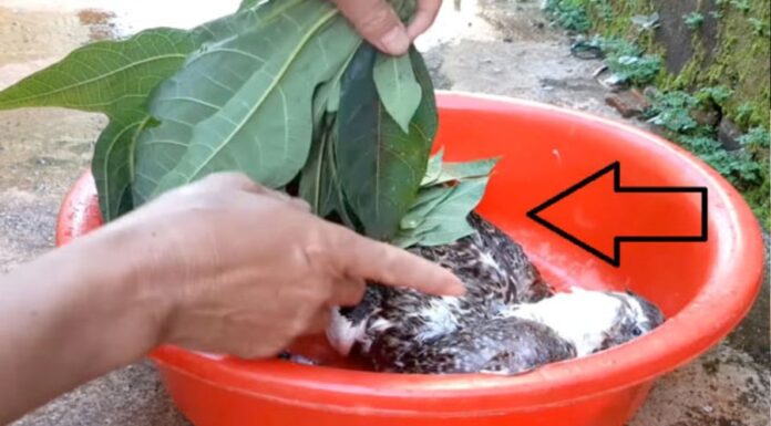 The Magic Leaf: Pluck Duck Feathers with Ease.