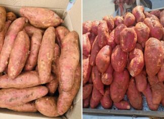 The Ultimate Guide to Roasting Sweet Potatoes: Achieving that Perfect, Mouth-Watering, Syrupy Goodness.