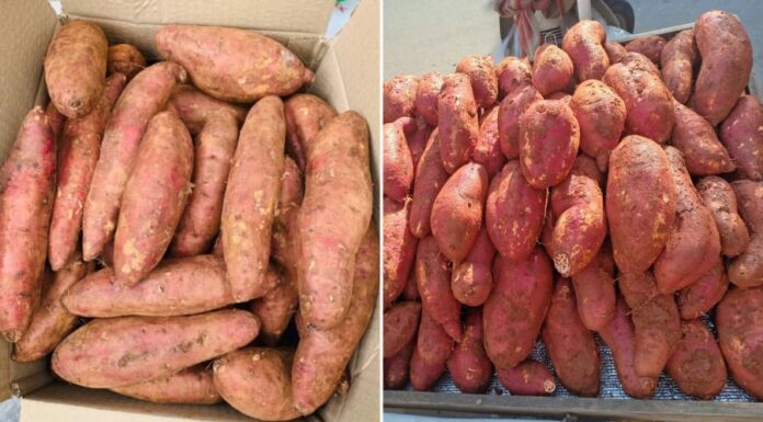 The Ultimate Guide to Roasting Sweet Potatoes: Achieving that Perfect, Mouth-Watering, Syrupy Goodness.