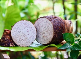 The Foraged Delicacy: A Seasonal Treat with a Healthy Twist.