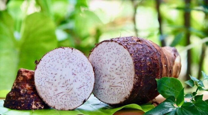 The Foraged Delicacy: A Seasonal Treat with a Healthy Twist.