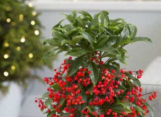 The Golden Money Tree: Unlocking Wealth and Fortune with a Single Plant