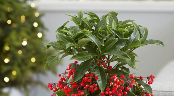 The Golden Money Tree: Unlocking Wealth and Fortune with a Single Plant