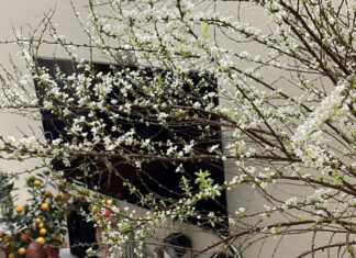 The Magic of Blooming Winter-Heather for Tet: An Enchanting Guide