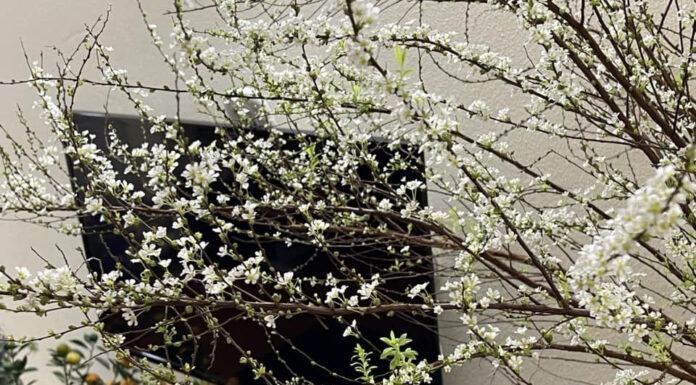 The Magic of Blooming Winter-Heather for Tet: An Enchanting Guide