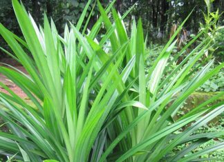 The Aromatic Herb: A Culinary Delight and Health ‘Panacea’