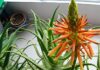 Is Aloe Vera Blooming Bad or Good Luck? A Fortunate Omen for Homeowners.