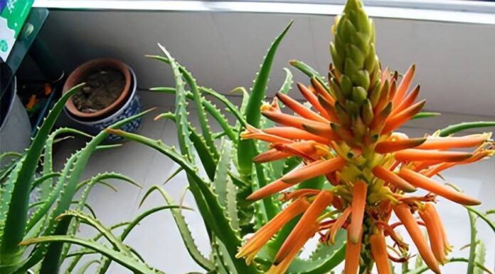Is Aloe Vera Blooming Bad or Good Luck? A Fortunate Omen for Homeowners.