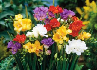 The Ultimate Floral Experience: A Fragrant and Beautiful Sensation.