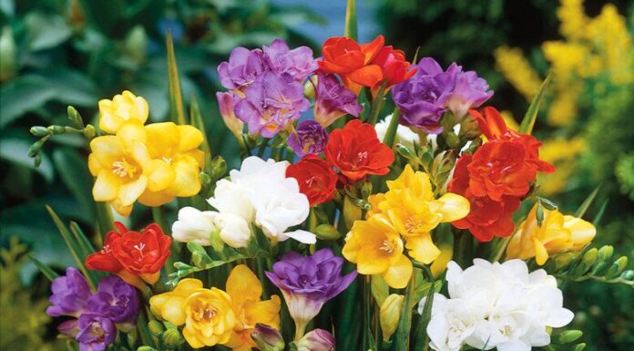 The Ultimate Floral Experience: A Fragrant and Beautiful Sensation.