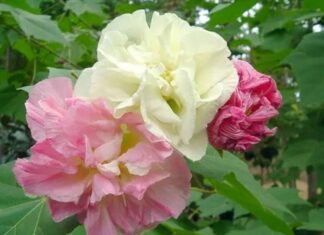 The Ever-Blooming Flower: A Year-Round Beauty that Outshines the Rose
Unveiling the Ever-Changing Charm: Witness a Unique Display of Three Hues in a Single Day
The Magical Root: Simply Plunge its Stem into the Soil and Witness its Miraculous Rooting