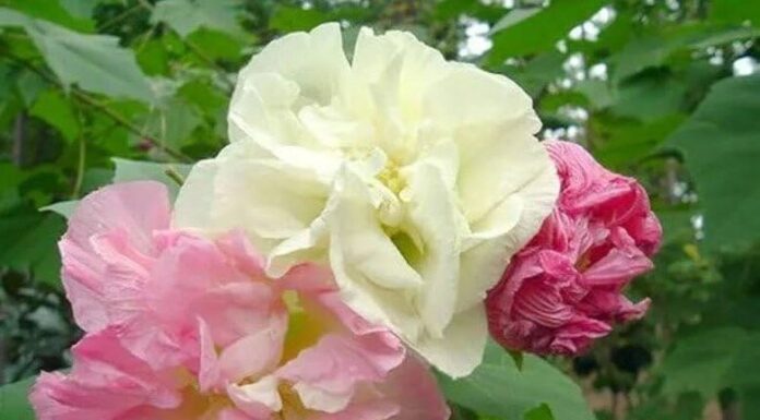The Ever-Blooming Flower: A Year-Round Beauty that Outshines the Rose
Unveiling the Ever-Changing Charm: Witness a Unique Display of Three Hues in a Single Day
The Magical Root: Simply Plunge its Stem into the Soil and Witness its Miraculous Rooting