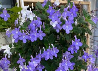 The Easiest Blooms to Grow: A Flower That Thrives 365 Days a Year Without Sun, Transforming Your Space Into a Vibrant Oasis