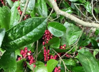 The Forgotten Weed: A Tasty Treat with a Unique Flavor Profile, Now a Famous Delicacy Favored by City Dwellers.