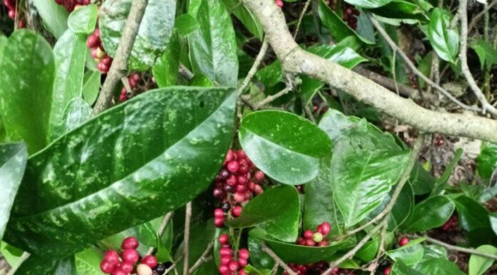 The Forgotten Weed: A Tasty Treat with a Unique Flavor Profile, Now a Famous Delicacy Favored by City Dwellers.