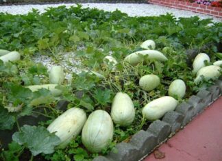 The Forgotten Fruit: A Humble Treat Now Sought-After by City Dwellers for Its Unique Flavor.