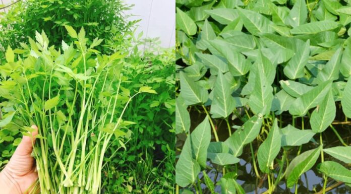 4 Common Green Vegetables That Could Be Hiding a Parasitic Infection