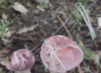 “A Heavenly Delicacy” – An Annual Treat, Once a ‘Survival Food’, Now a Unique Culinary Delight
