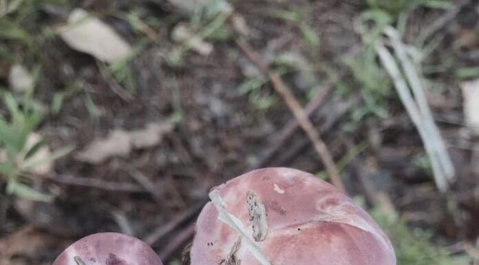 “A Heavenly Delicacy” – An Annual Treat, Once a ‘Survival Food’, Now a Unique Culinary Delight