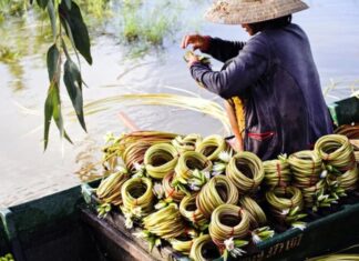 The Heavenly Gift: A Seasonal Delicacy Foraged in the Night.