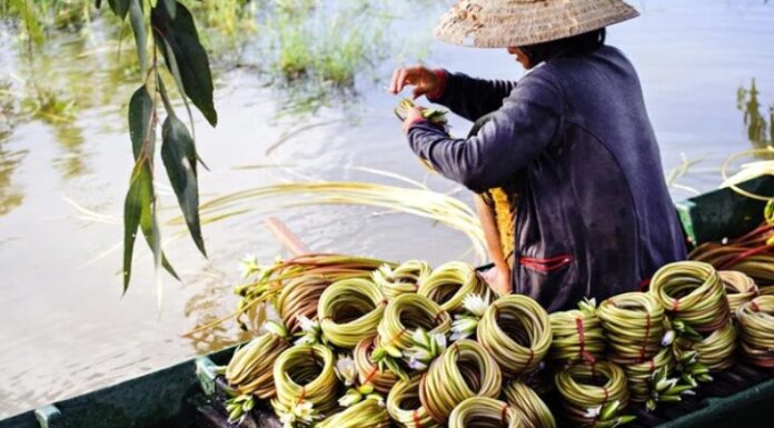 The Heavenly Gift: A Seasonal Delicacy Foraged in the Night.