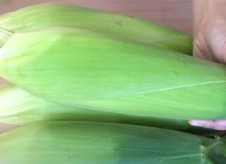 The Secret to Perfectly Sweet and Tender Boiled Corn: A Tasty Treat Without the Sugar Rush