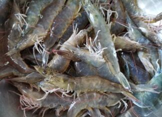 The Ultimate Guide to Shrimp Boiling: Achieve Succulent Shrimp with Vibrant Colors, No Water Needed!