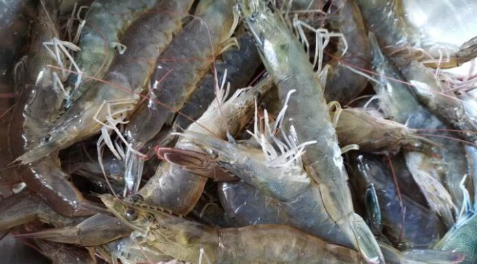 The Ultimate Guide to Shrimp Boiling: Achieve Succulent Shrimp with Vibrant Colors, No Water Needed!