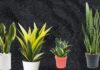 Avoid These Mistakes When Planting a Snake Plant to Ensure Good Feng Shui