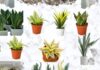 The Money-Attracting Power of the Snake Plant: But Beware, These Zodiac Signs Should Steer Clear to Avoid Financial Pitfalls