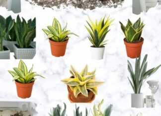 The Money-Attracting Power of the Snake Plant: But Beware, These Zodiac Signs Should Steer Clear to Avoid Financial Pitfalls