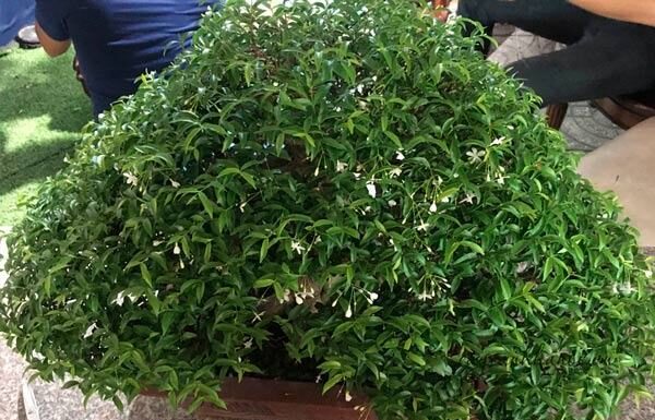 Is It Good Feng Shui to Plant Mai Chieu Thuy Trees in Front of the House?