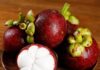 How Long Can You Keep Mangosteen in the Fridge?