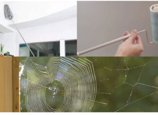 The Ultimate Guide to Spider-Free Living: 5 Quick and Easy Ways to Keep Your Home Arachnid-Free