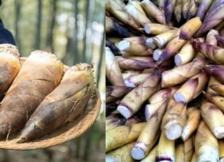 The Green Gold of the Forest: A Culinary Conundrum.