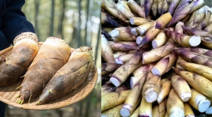 The Green Gold of the Forest: A Culinary Conundrum.