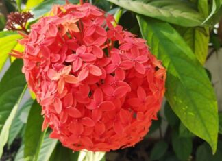 Is Peony a Good Luck Charm for Your Home’s Front Yard?