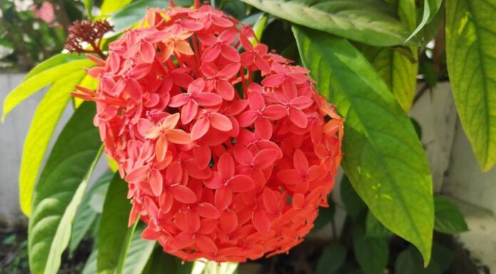 Is Peony a Good Luck Charm for Your Home’s Front Yard?