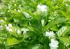 The Secret to a Fragrant and Abundant Jasmine Display: 5 Tips for Success