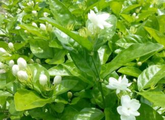 The Secret to a Fragrant and Abundant Jasmine Display: 5 Tips for Success