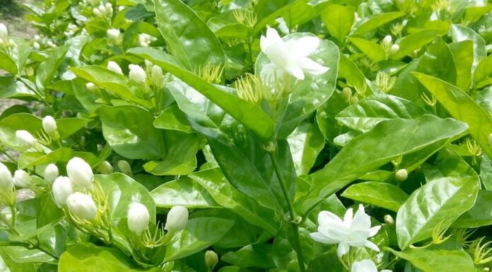 The Secret to a Fragrant and Abundant Jasmine Display: 5 Tips for Success