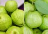 The Ultimate Guide to Picking the Perfect Guava: Crisp, Sweet, and Seedless